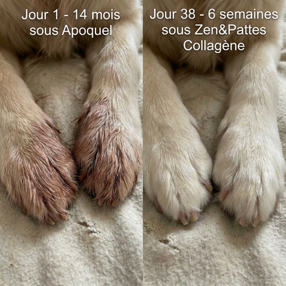 Zen & Pattes® Collagène Liquide Premium