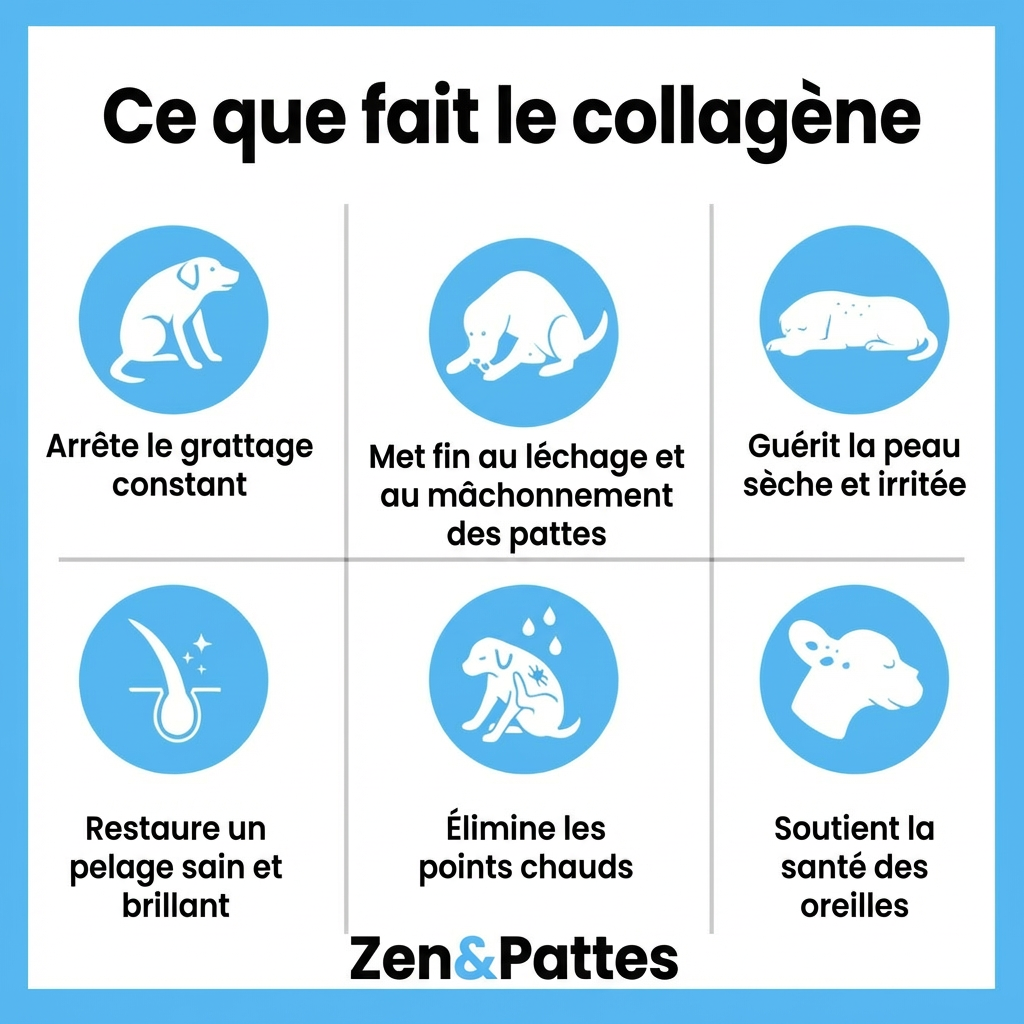 Zen & Pattes® Collagène Liquide Premium